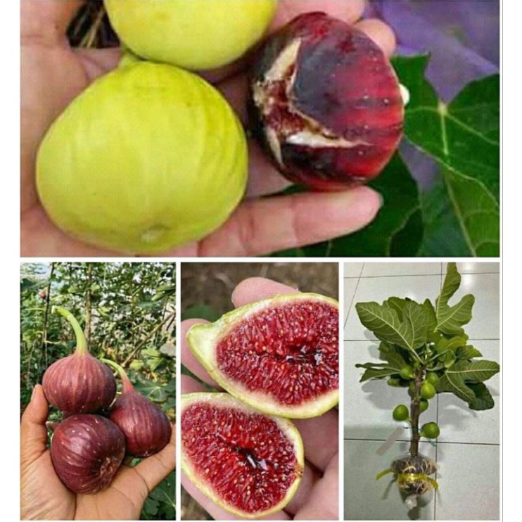 cangkok bibit buah tin berbuah