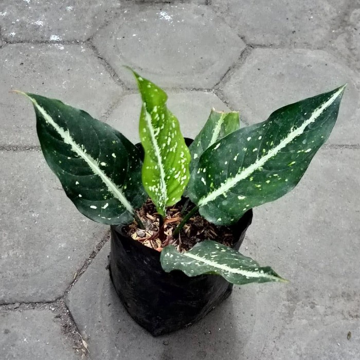 

Aglonema Costatum Serikit Tumpah