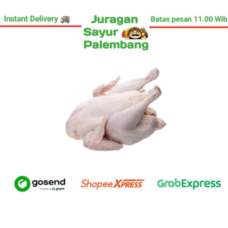 

Ayam Negeri 1 Ekor - Juragan Sayur Palembang