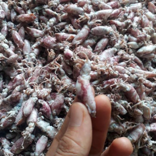 

GROSIR! CUMI ASIN KECIL / CUMI BABY (setengah karton 5 kg)