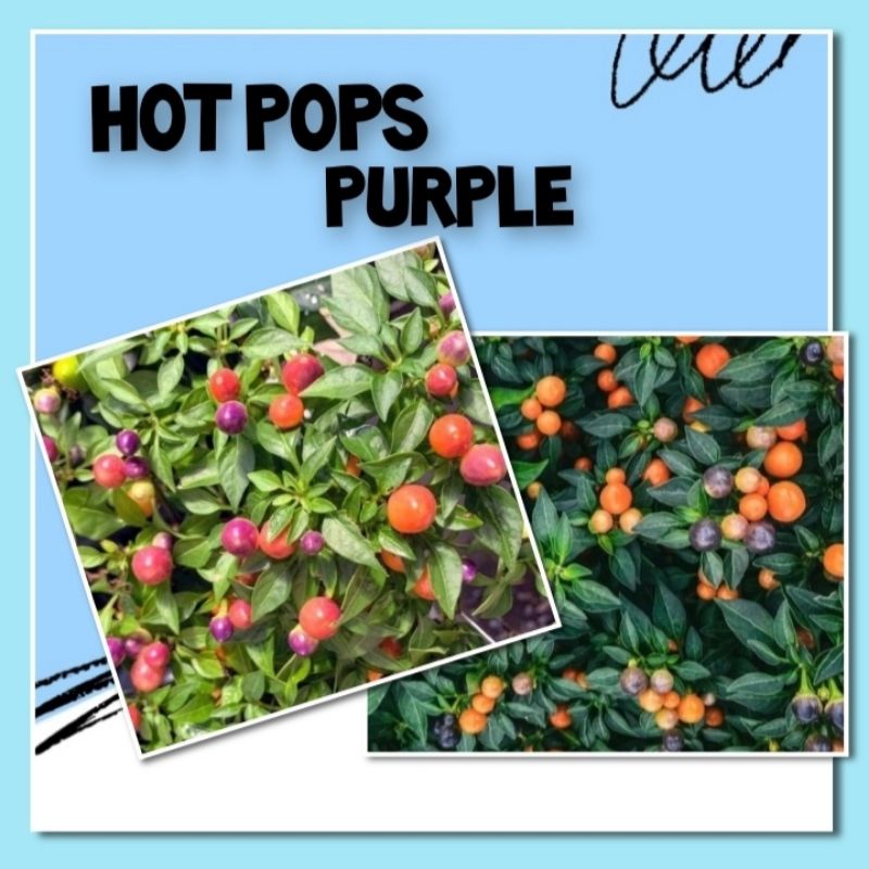 3 Benih Cabe Pelangi Hot Pops Purple Tanaman Cabai Hias