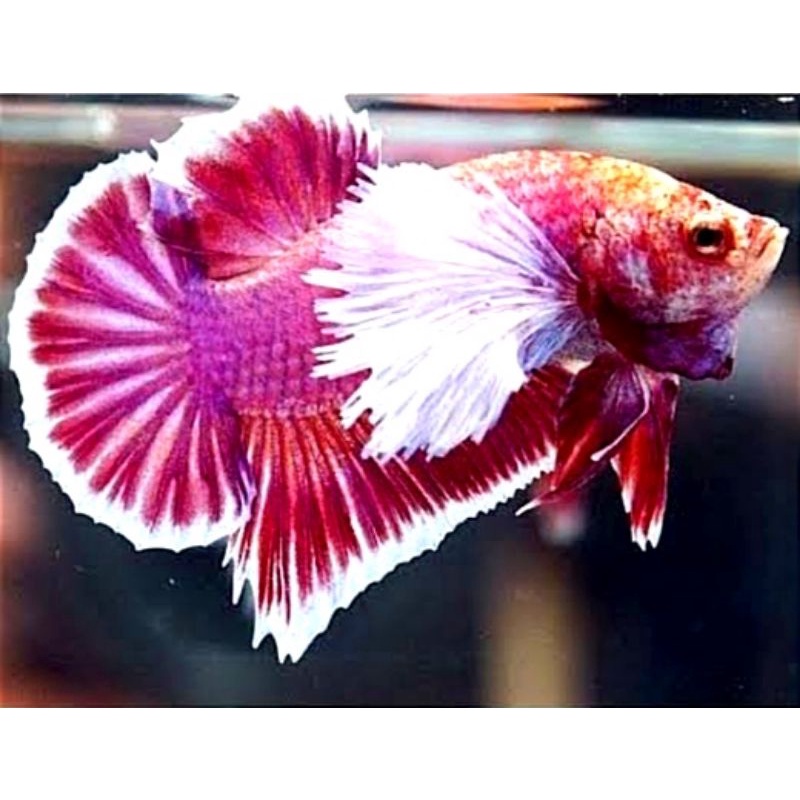 Plakat Hiasan Kamar Dumbo Ear Lavender