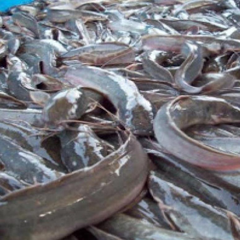 

Ready ikan lele fresh hidup