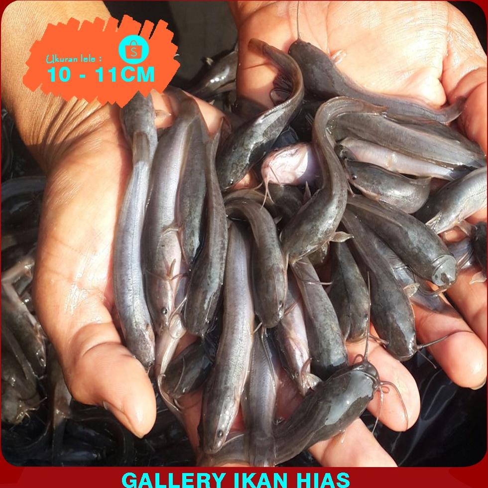 

Ready Bibit lele Sangkuriang Terdekat Bogor 9-10Cm 100 ekor