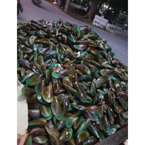 

Ready KERANG HIJAU FRESH HIDUP BERAT 1KG