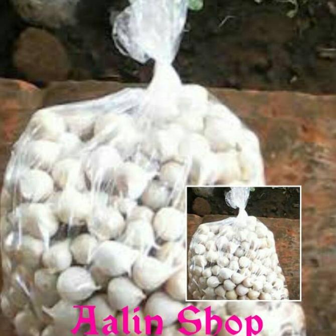 

bawang putih tunggal/bawang lanang