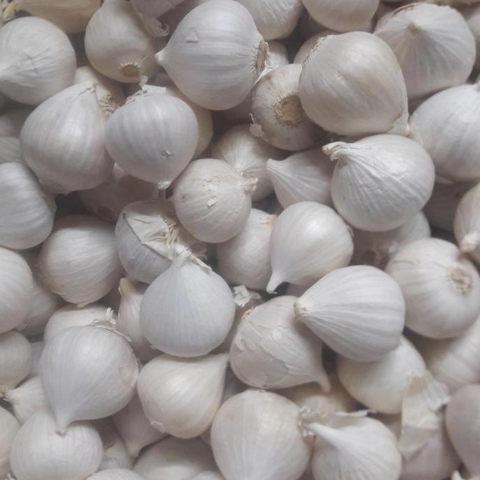 

Bawang putih tunggal import/bawang putih lanang kering fresh 500 gram