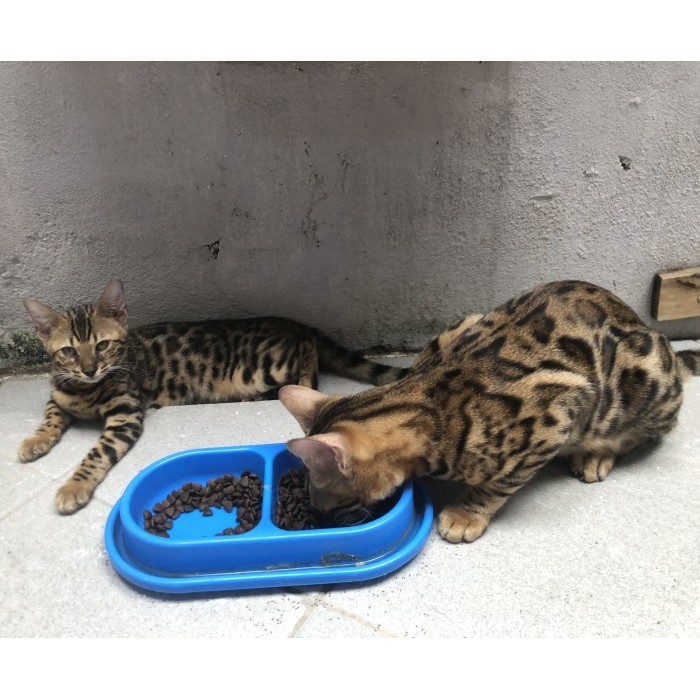 ✨Baru Sepasang Bengal Ped Sertifikat Terbatas