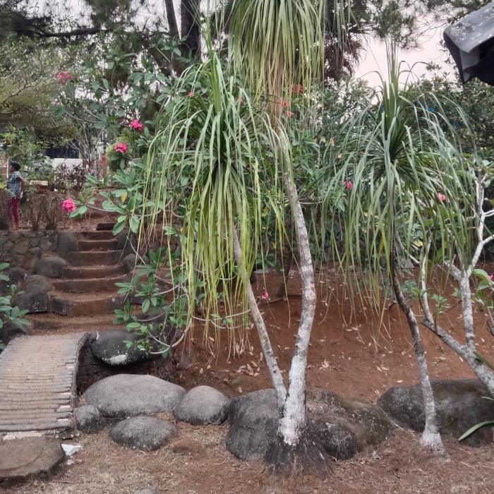 [Baru] Pohon Nolina Tinggi 3 Meter - Palem Nolina - Ponytail Palm Diskon