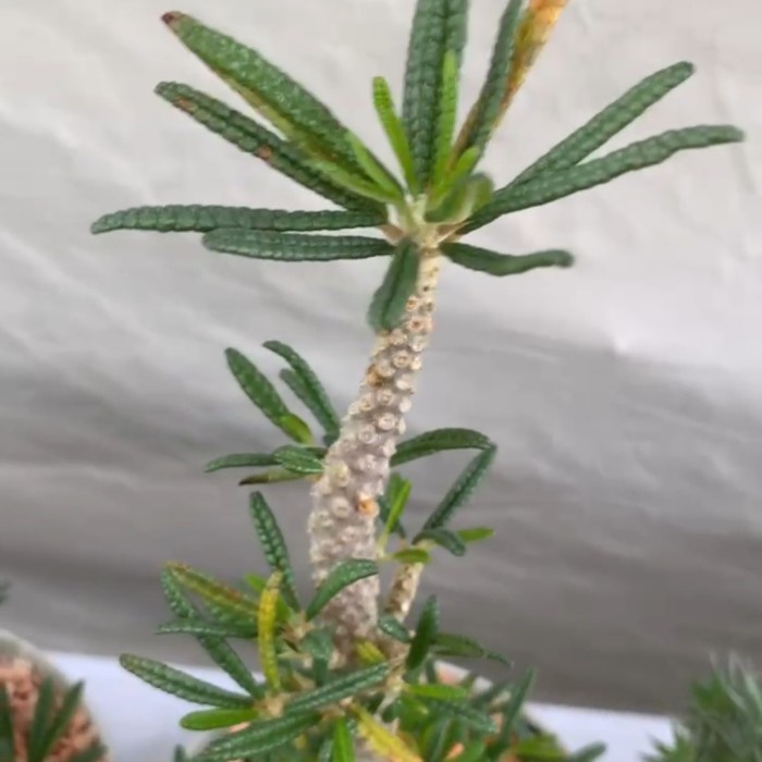 [Baru] Dorstenia Gigas Bullata Terbaru