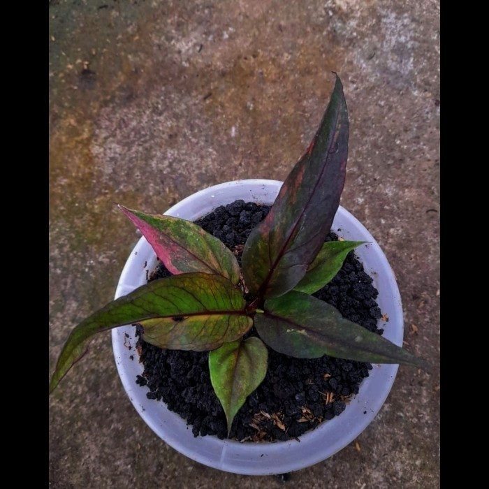 [New] Anthurium Pink Violet  Tricolor  Hokeri. Mewah Terbaru