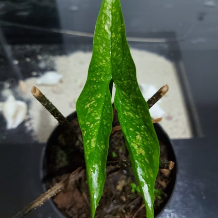[New] Cyrtosperma Beccarianum Terbatas