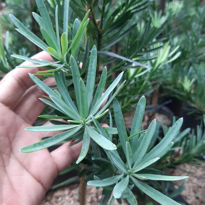 [New] Lohansung Daun Silver - Pohon Lohansung Daun Perak Terbaru