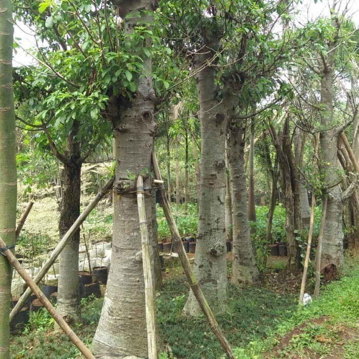 [New] Tanaman Hias Baobab / Kaki Gajah Limited