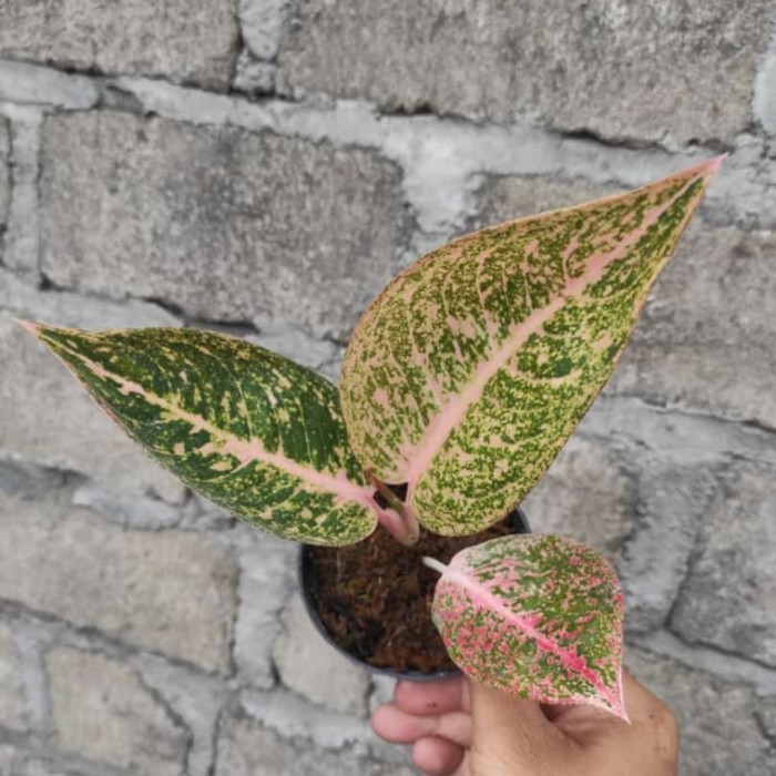 [New] Tanaman Hias Aglonema Sinta Diskon