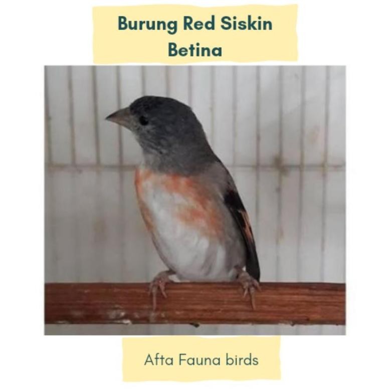 Terbaru Burung red siskin klasik siap ternak