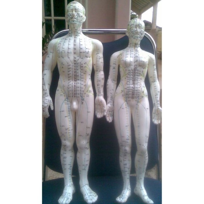 Patung Akupuntur / Boneka Peraga Titik Akupuntur / Phantom Akupuntur
