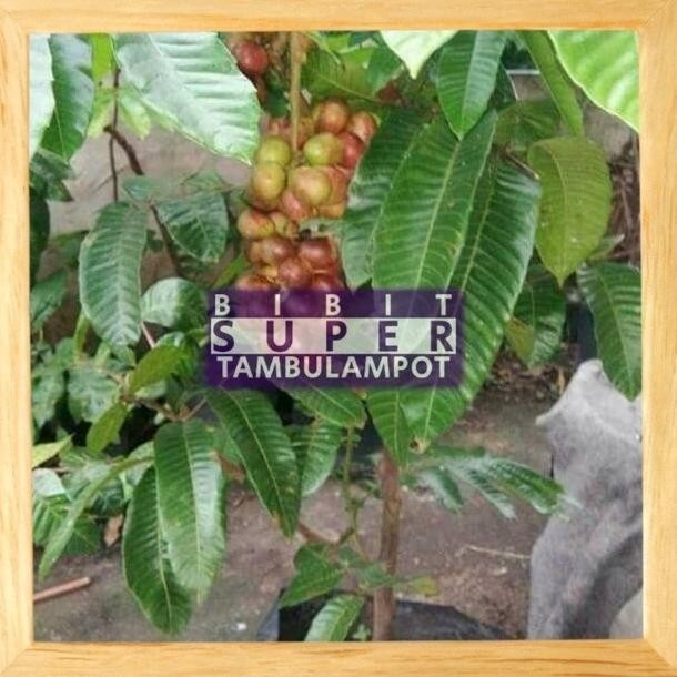 OBRAL TANAMAN VIRA Bibit Buah Matoa Okulasi Stek Cagkok l