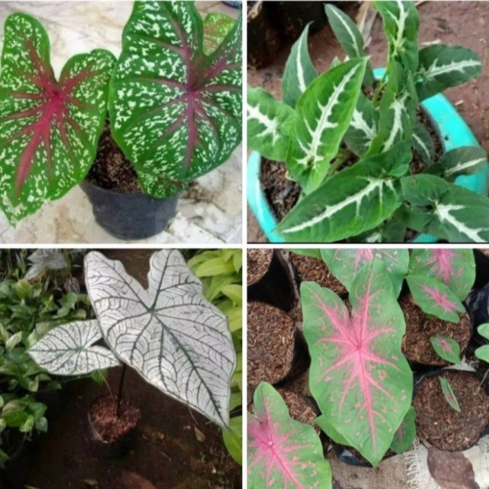 [COD] Tanaman Hias Keladi/4 Paket Keladi Limited