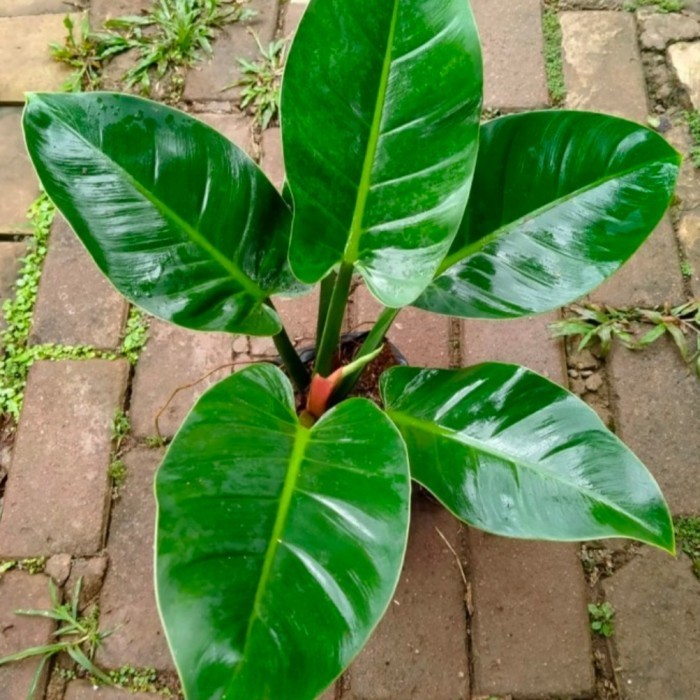 [COD] Tanaman Philo Green Emerald Diskon