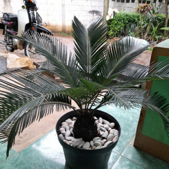 [COD] Bibit Tanaman Hias Sikas Serit Batang Pendek 50Cm Limited