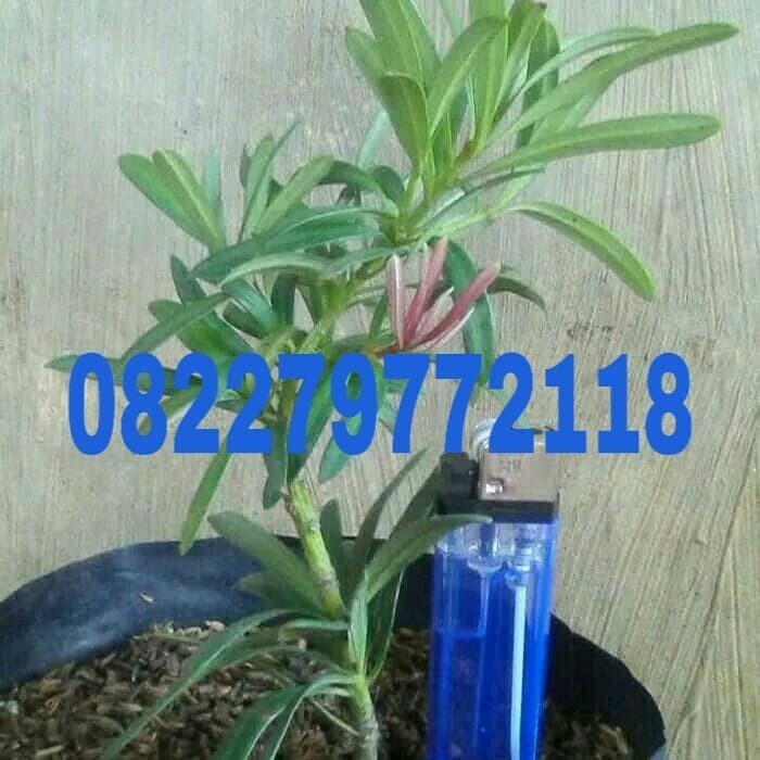 [COD] Bibit Lohansung Pucuk Merah Terbaru