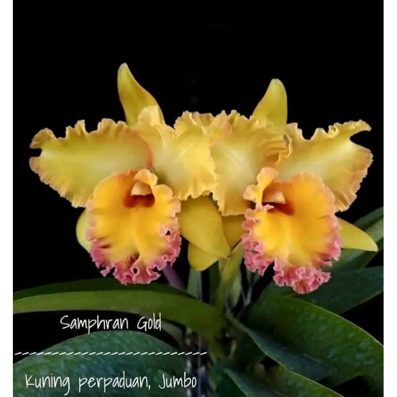 anggrek cattleya samprhan gold jumbo dewasa spike+pot angrek catleya kuning perpaduan ungu bunga bes