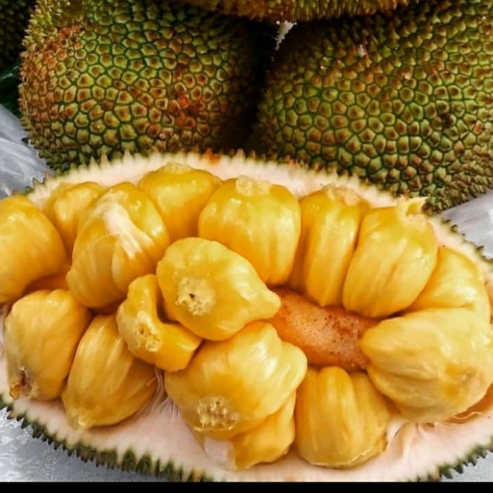 BIBIT TANAMAN BUAH CEMPEDAK KING/ CEMPEDAK DURIAN ASLI BERKUALITAS VALID