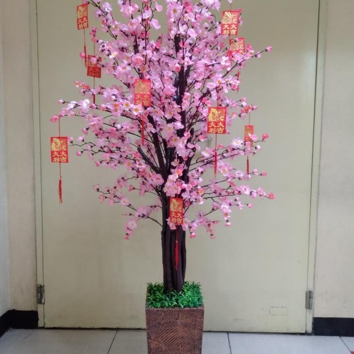 

Dijual Pohon Bunga Imlek Meihua Angpao Sincia Sakura 175 Cm 2 M Besar