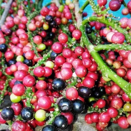 OBBRAALL Bibit Pohon Buah Buni / Tanaman Langka Untuk Rujak Murah Berkualitas