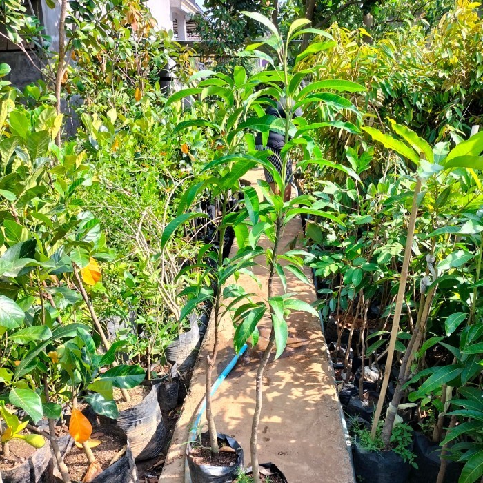 OBBRAALL Bibit Tanaman Buah Mangga Manalagi Probolinggo Tinggi 1 Meter Up Super