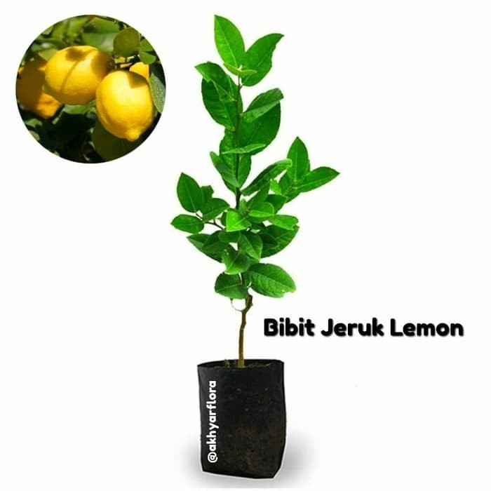 OBBRAALL Bibit Jeruk Lemon Pohon Jeruk Lemon Tanaman Buah Jeruk Lemon