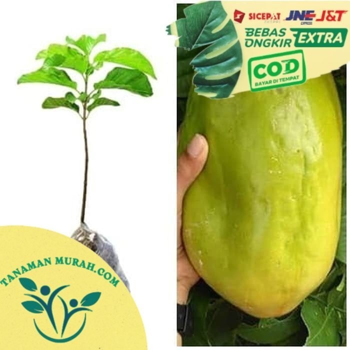 OBBRAALL Markisa Jumbo Bibit Tanaman Buah Markisa Bibit Markisa Pohon Markisa