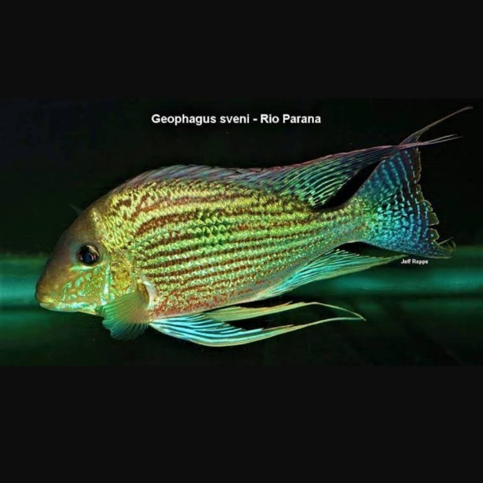 Terbaru Geophagus Sveni Parana [10-12Cm] Promo Terlaris