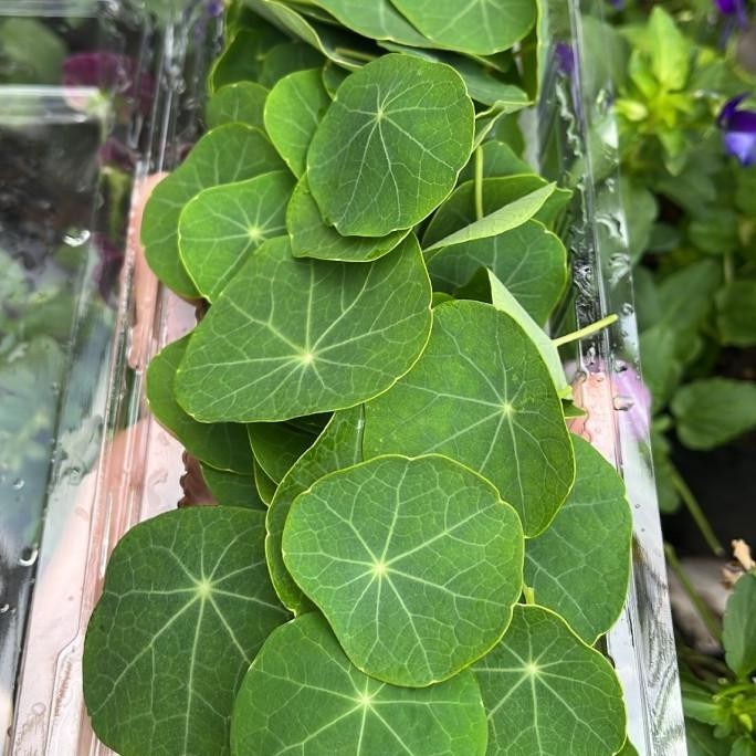 

Terbaru! Daun Nasturtium/ Nasturtium Leaves ( edible leaves) !