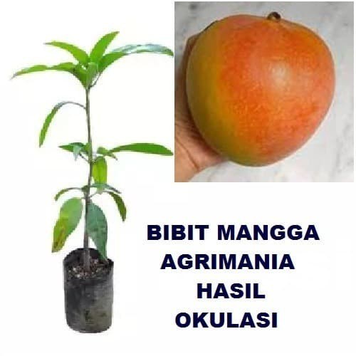 Bibit Tanaman Pohon Mangga Agrimania Bibit Mangga Agrimania POHON