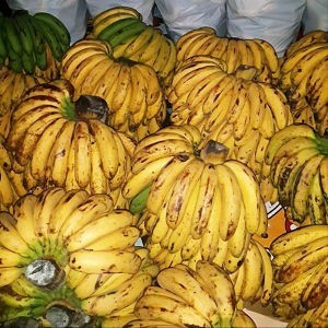 Bibit Tanaman Pisang Barangan Medan POHON