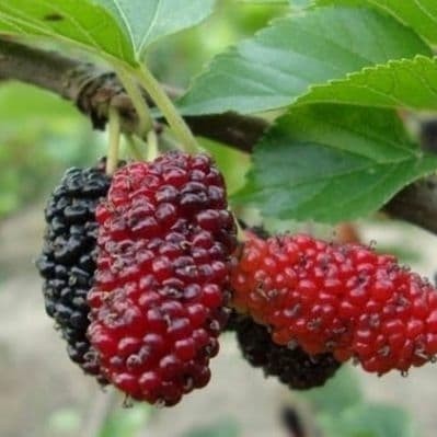 tanaman bibit buah murbei (sudah berbuah) POHON