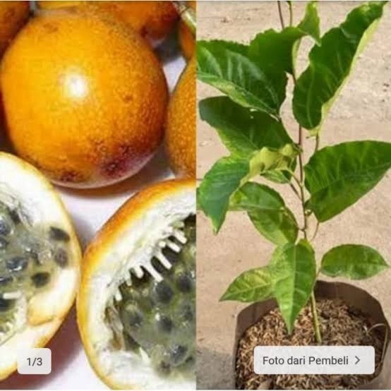 bibit buah markisa tanaman buah tanaman hias depan rumah POHON