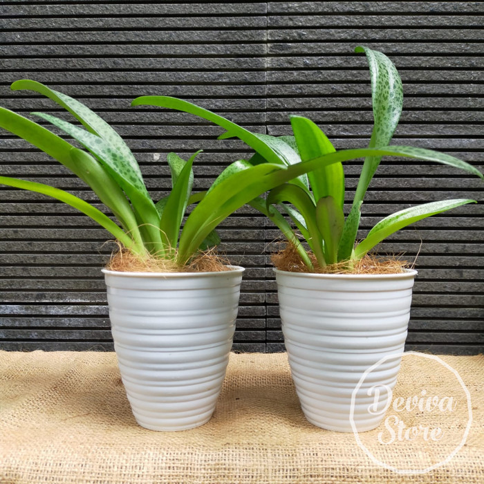 Tanaman Hias Sansivera Polkadot DRIMIOPSIS KIRKII GIANT SQUILL Cantik
