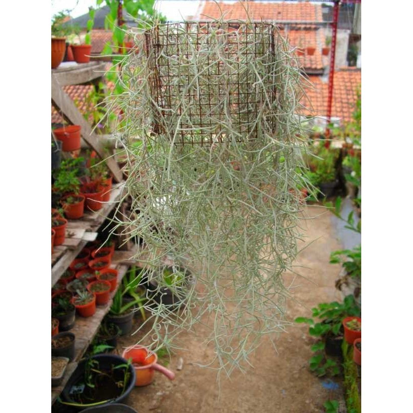 Spanish Moss (Janggut Dewa) (Tillandsia)
