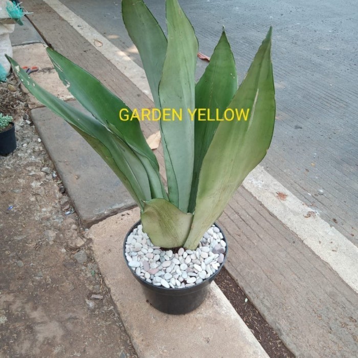 Tanaman Lidah Mertua Moons White + Pot Dan Batu