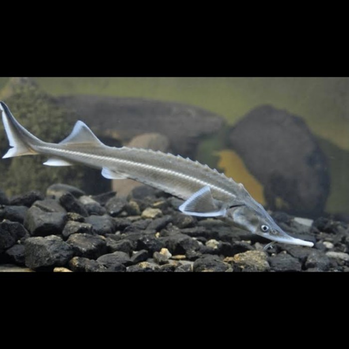 ikan sturgeon acipenser ruthenus