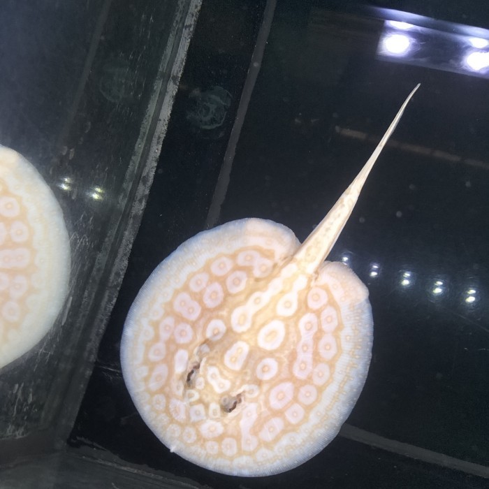 Ikan Pari Pearl albino