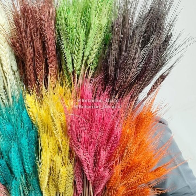 Berkualitas Preserved Wheat Bunga Tanaman Gandum Padi Hias Hias Dekor Rumah Pesta - GREEN ,.