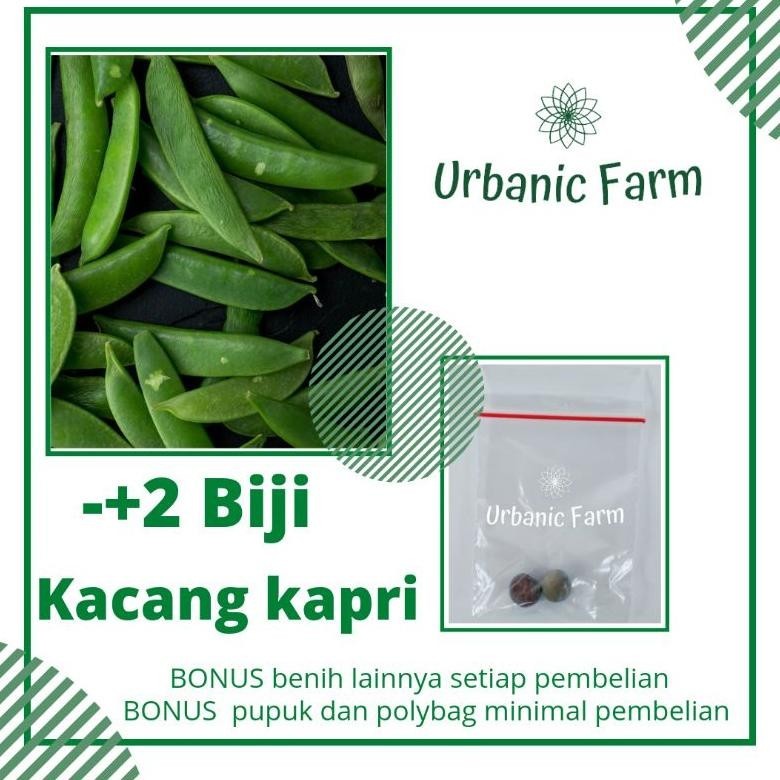 2 biji Kacang kapri Unggul Taichung Known You Seed -Benih Bibit Seed Sayuran Eceran Seribuan Murah