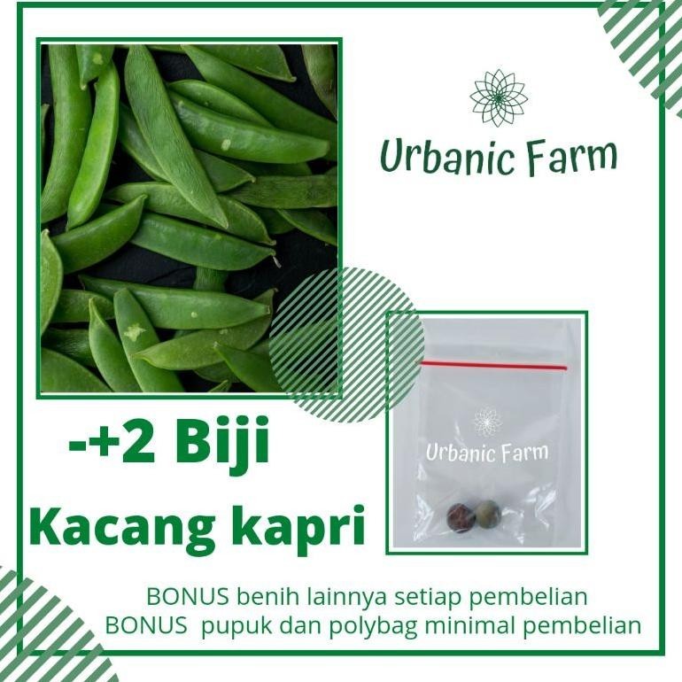 2 biji Kacang kapri Unggul Taichung Known You Seed -Benih Bibit Seed Sayuran Eceran Seribuan Murah