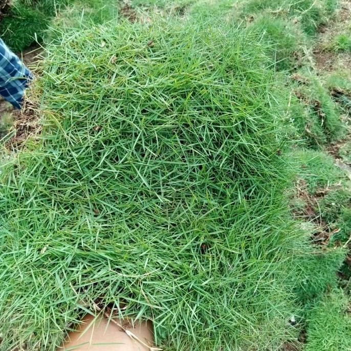 paketan 5 meter rumput jepang/rumput taman murah
