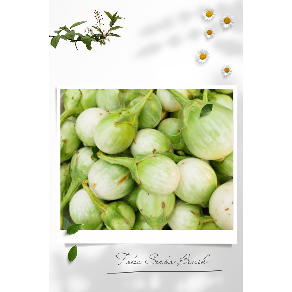 250 BUTIR BENIH/BIJI TERONG APEL LALAP