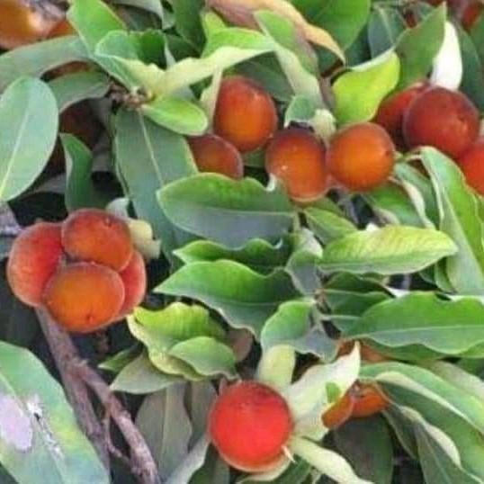 

bibit pohon buah bisbul-tanaman mentega unik langka Best Seller